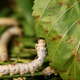 A late-developing silkworm is seen as it munches on piles of locally-grown mulberry at the CRA agricultural research unit in Padua, Italy, June 4, 2015. Clusters of silkworms munch on piles of locally-grown mulberry leaves in a white marquee in Italy's northern Veneto region. They are nourishing hopes of a revival of Italy's 1,000 year-old silk industry. Picture taken June 4, 2015. REUTERS/Alessandro Bianchi - GF10000161309